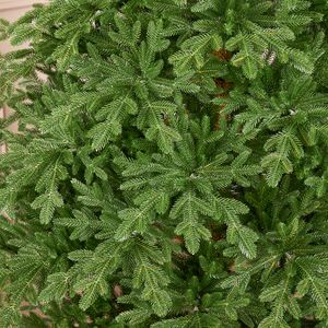 Искусственная елка Августа 3 м, ЛИТАЯ 100% Winter Deco фото 8