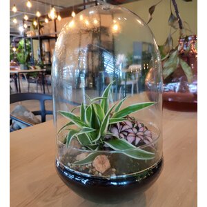 Стеклянная ваза для флорариума и композиций Рододендрон 30*19 см Edelman фото 1