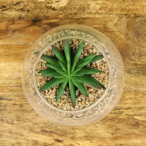 Искусственный флорариум Калифорнийская Агава 12 см Edelman фото 2