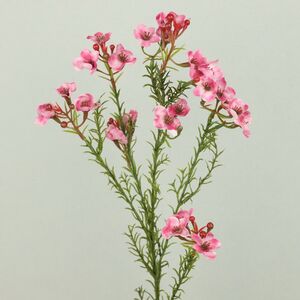 Искусcтвенная ветка Хамелациум Курано 67 см EDG фото 11