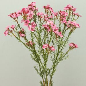 Искусcтвенная ветка Хамелациум Курано 67 см EDG фото 7