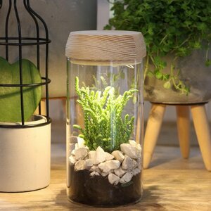 Стеклянная ваза для флорариума и композиций Lokrum 18 см с подсветкой, на батарейках Ideas4Seasons фото 1
