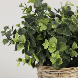 Искусственный эвкалипт в горшке Belarra 28 см Koopman фото 2