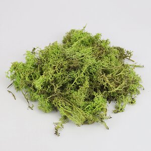 Декоративный мох светло-зеленый, 50 г Hogewoning фото 1