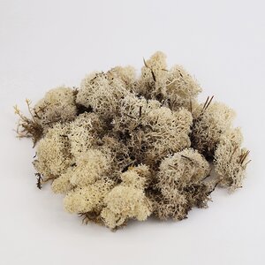 Декоративный мох светлый, 50 г Hogewoning фото 1