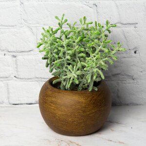 Искусственное растение в горшке Morgana - Крассула 13 см