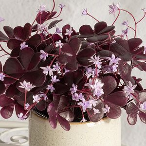 Искусственный цветок в горшке Оксалис 22 см Summer Deco фото 2