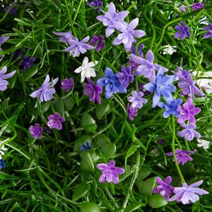 Искусственный цветок в кашпо Матера - Нежный Сонет 43 см Summer Deco фото 6