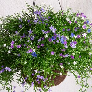 Искусственный цветок в кашпо Матера - Нежный Сонет 43 см Summer Deco фото 5