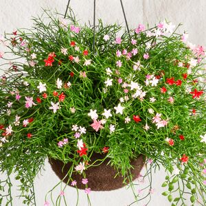 Искусственный цветок в кашпо Matera - Цветочный Коктейль 43 см Summer Deco фото 2