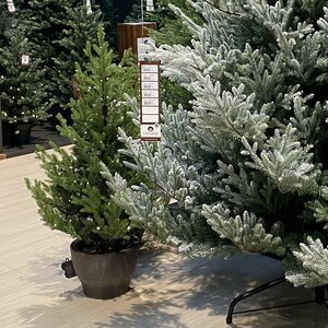 Искусственная елка с лампочками Norway 120 см в кашпо, 80 теплых белых ламп на батарейках, контроллер, ЛИТАЯ + ПВХ, IP44 Kaemingk фото 3