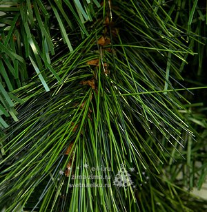 Гирлянда Хвойный ламбрекен Ванкувер 270 см, ЛЕСКА + ПВХ Kaemingk фото 4