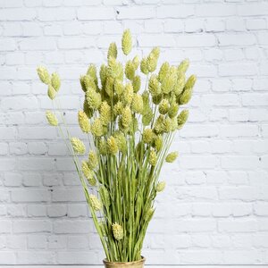 Сухоцветы для флористики Фаларис 50 см зеленый