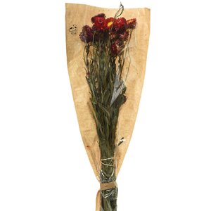 Сухоцветы для букетов Гелихризум 50 см красный Kaemingk фото 2