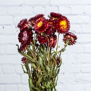 Сухоцветы для букетов Гелихризум 50 см красный