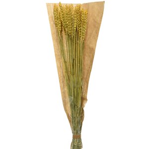 Сухоцветы для букетов Пшеница 50 см желтая