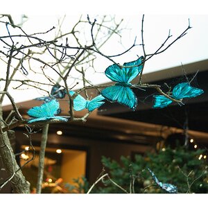 Елочное украшение "Бабочка Тропический Парусник" из перьев, 14 см, 2 шт Kaemingk фото 3