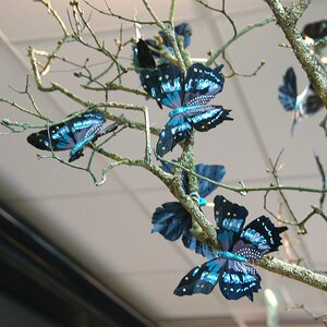 Елочное украшение "Бабочка Тропический Парусник" из перьев, 14 см, 2 шт Kaemingk фото 2