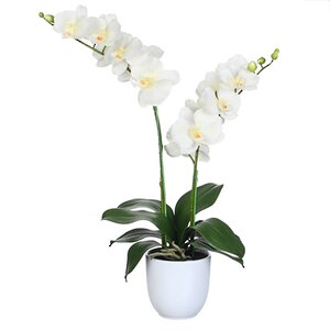 Орхидея искусственная белая 66*38 см в горшочке Edelman фото 1
