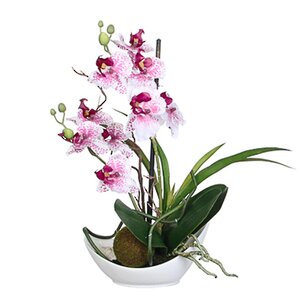 Орхидея в кашпо миниатюрная, бело-розовая, 29 см Edelman фото 2