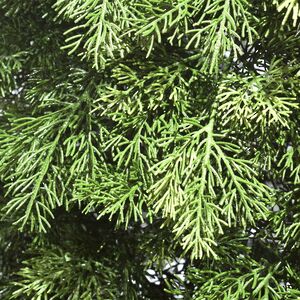 Искусственная Туя 180 см, ЛИТАЯ 100% ElkaDe фото 4