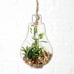 Декоративный подвесной светильник - флорариум с суккулентами Аптения Роскошная 12 см, IP20