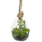 Декоративный подвесной флорариум Morrigan: Седум 24 см