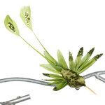 Елочная игрушка Колибри Филлис - Santa Fiora 19 см, клипса