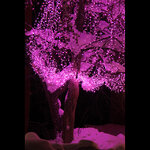 Клип Лайт - Спайдер Quality Light 60 м, 600 розовых LED ламп, с мерцанием, прозрачный ПВХ, IP44