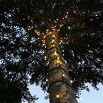 Гирлянды на деревья Клип Лайт Quality Light 100 м, 1000 теплых белых LED ламп, черный ПВХ, IP44